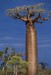 Baobab,- nedosahuje  výšky blahovičníků.jpg