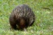 echydna, australská ježura.JPG