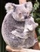 koala mums[1].jpg